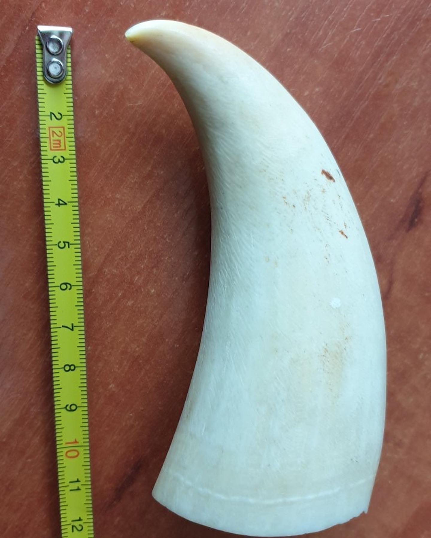 147g Sperm Whale Tooth