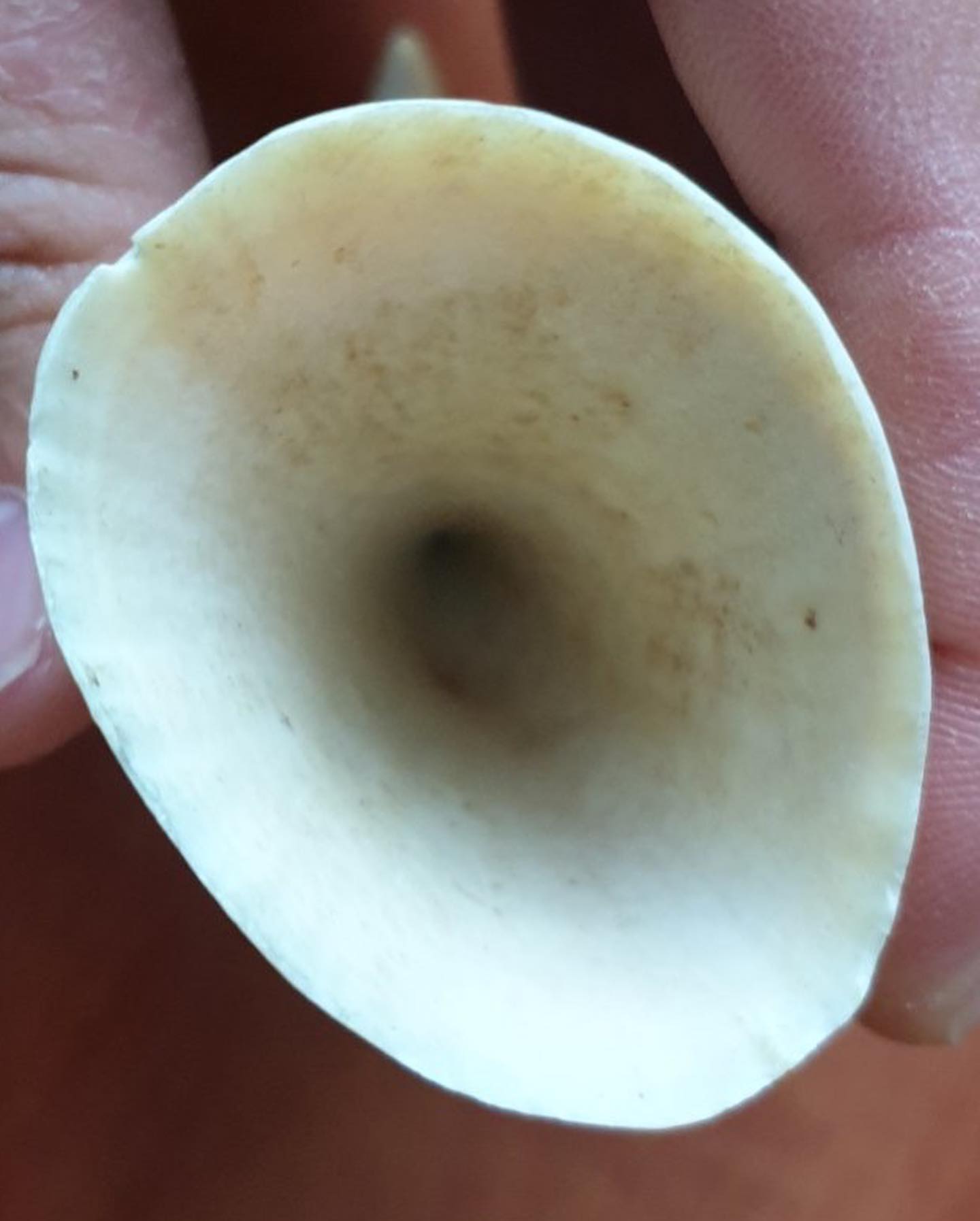147g Sperm Whale Tooth - Image 3