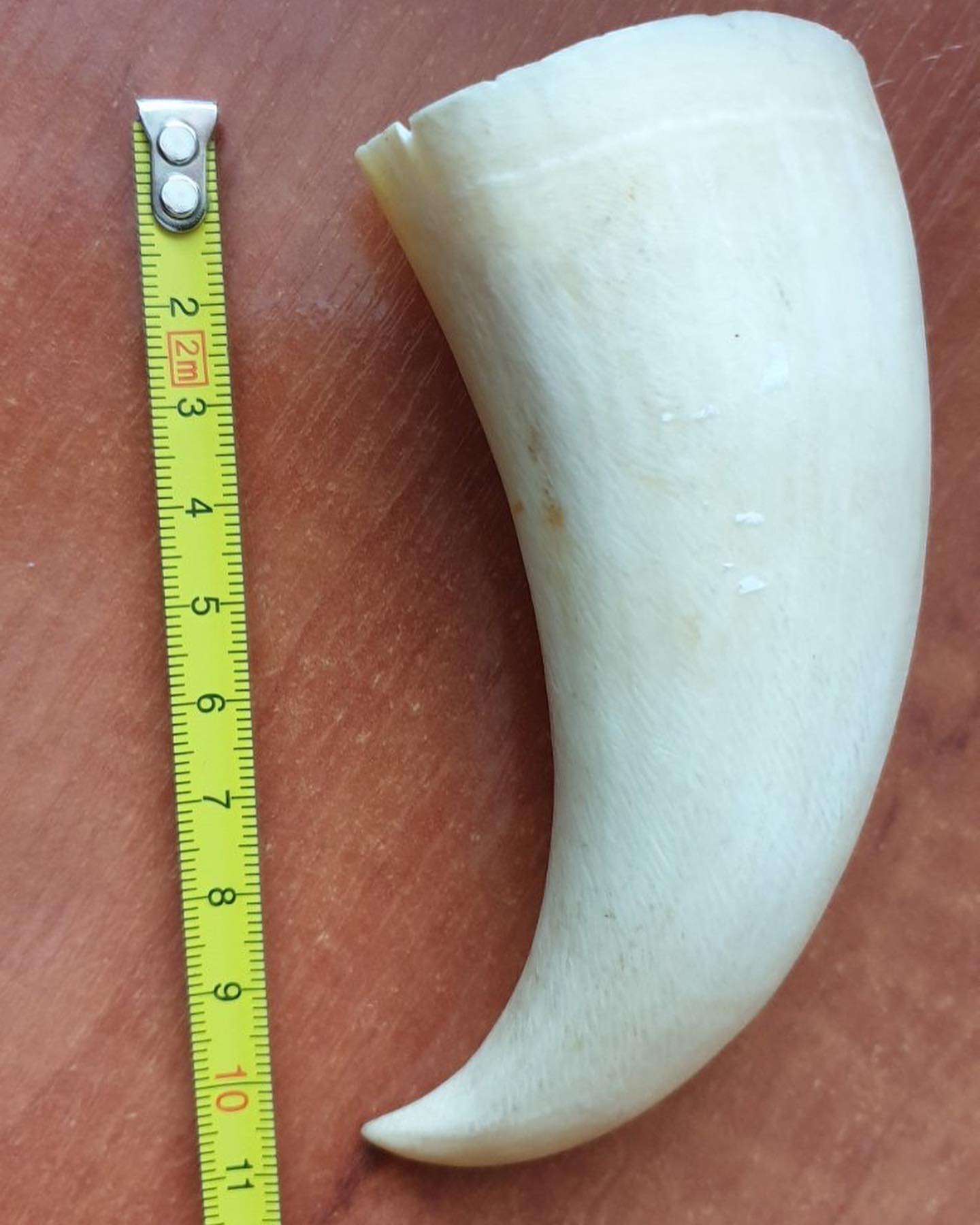 147g Sperm Whale Tooth - Image 2