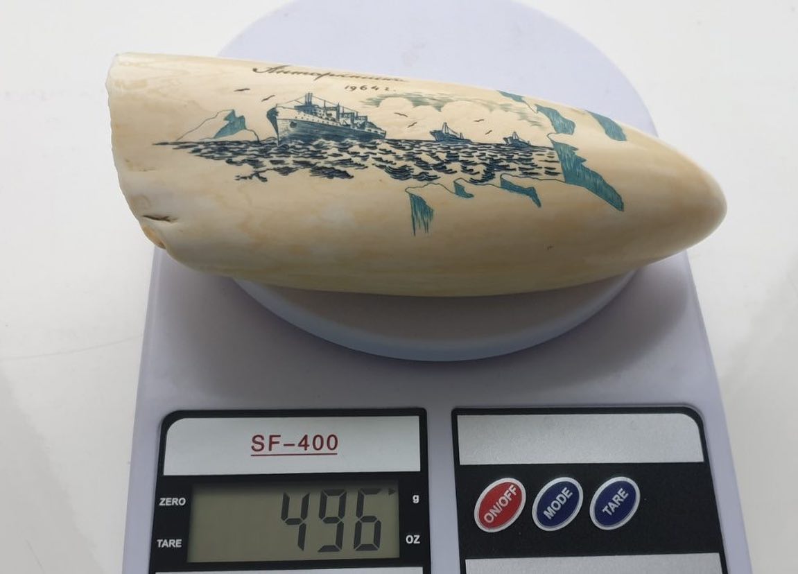 496-gram genuine sperm whale tooth - Image 4