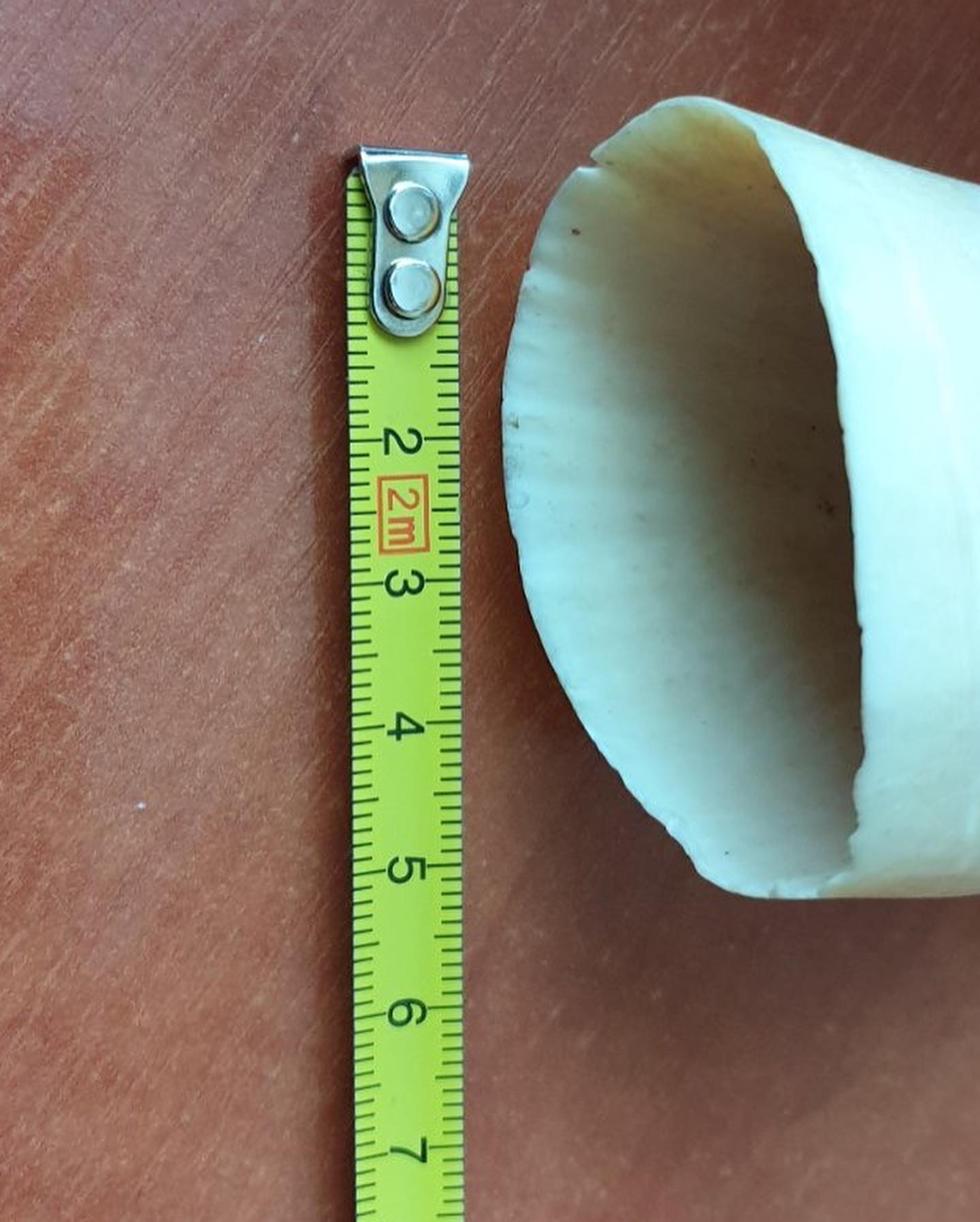 147g Sperm Whale Tooth - Image 4