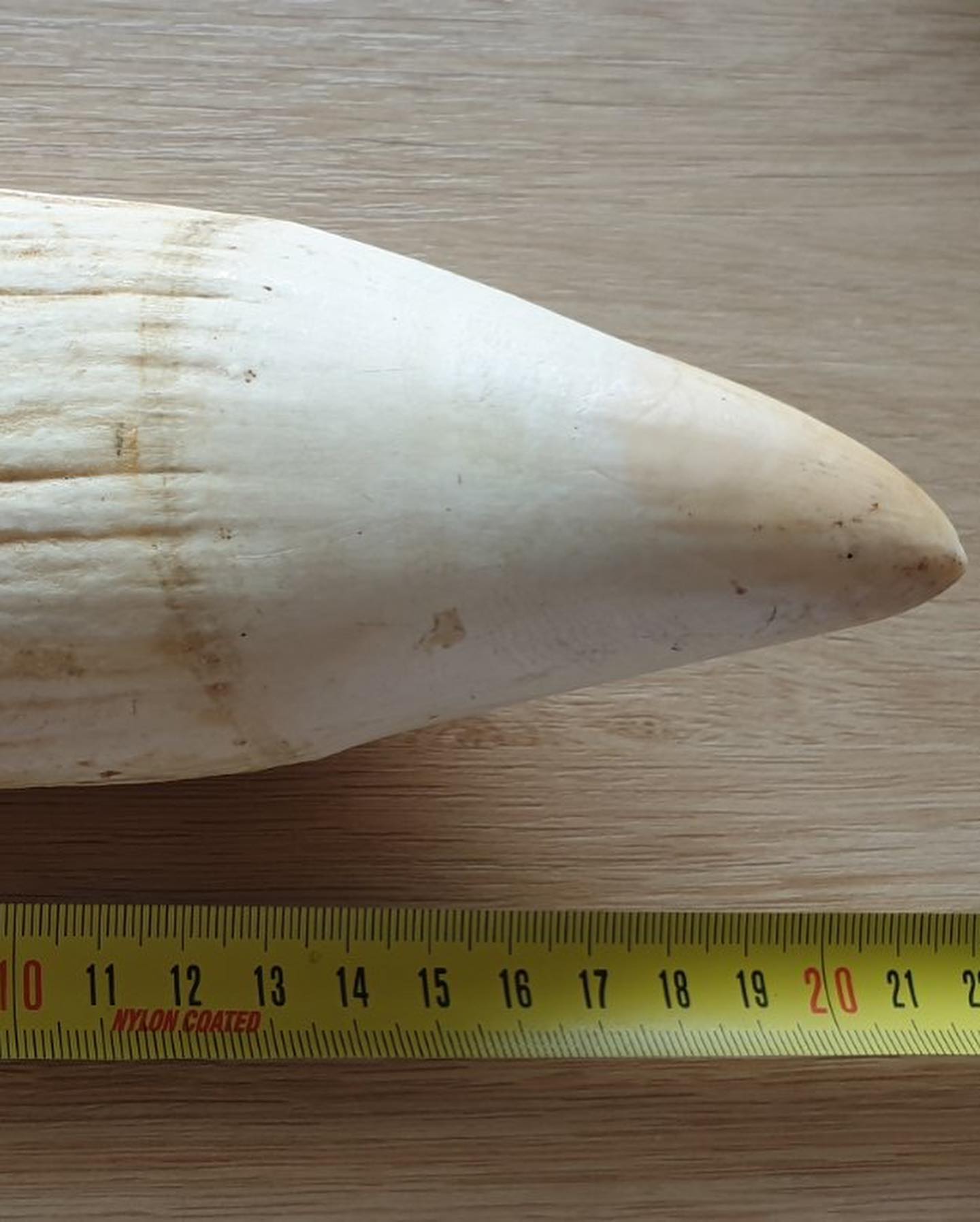 1.5 lbs genuine sperm whale tooth - Image 2