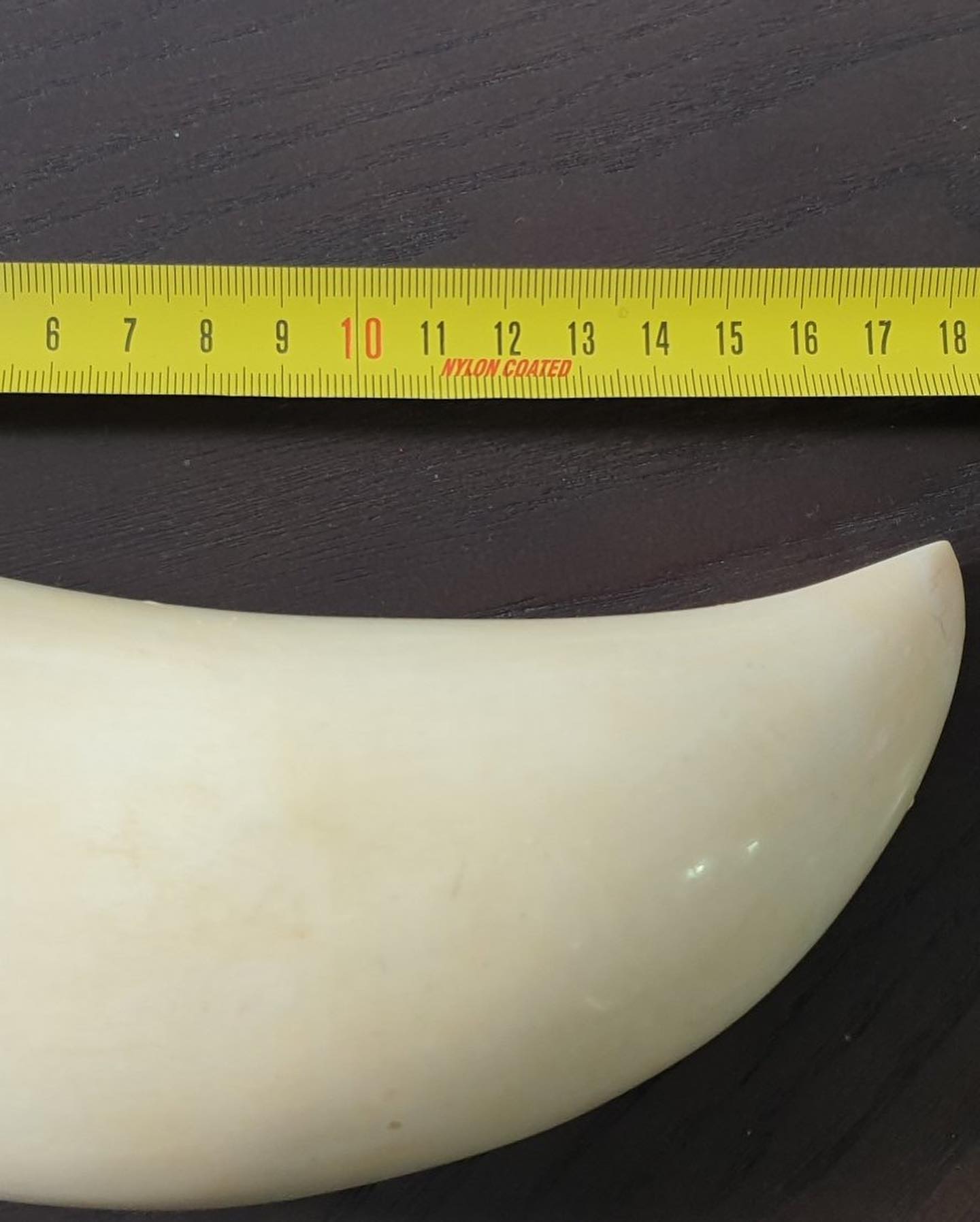 714-gram sperm whale tooth - Image 3