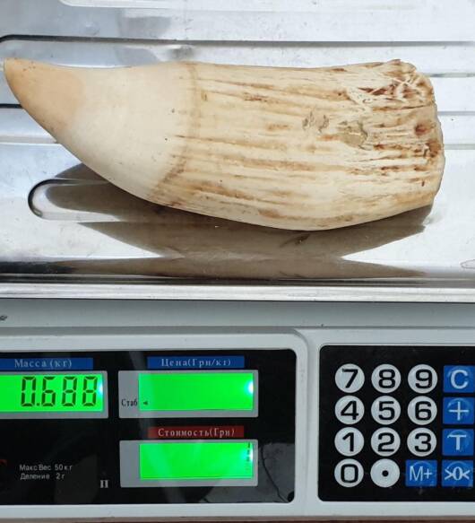 1.5 lbs genuine sperm whale tooth