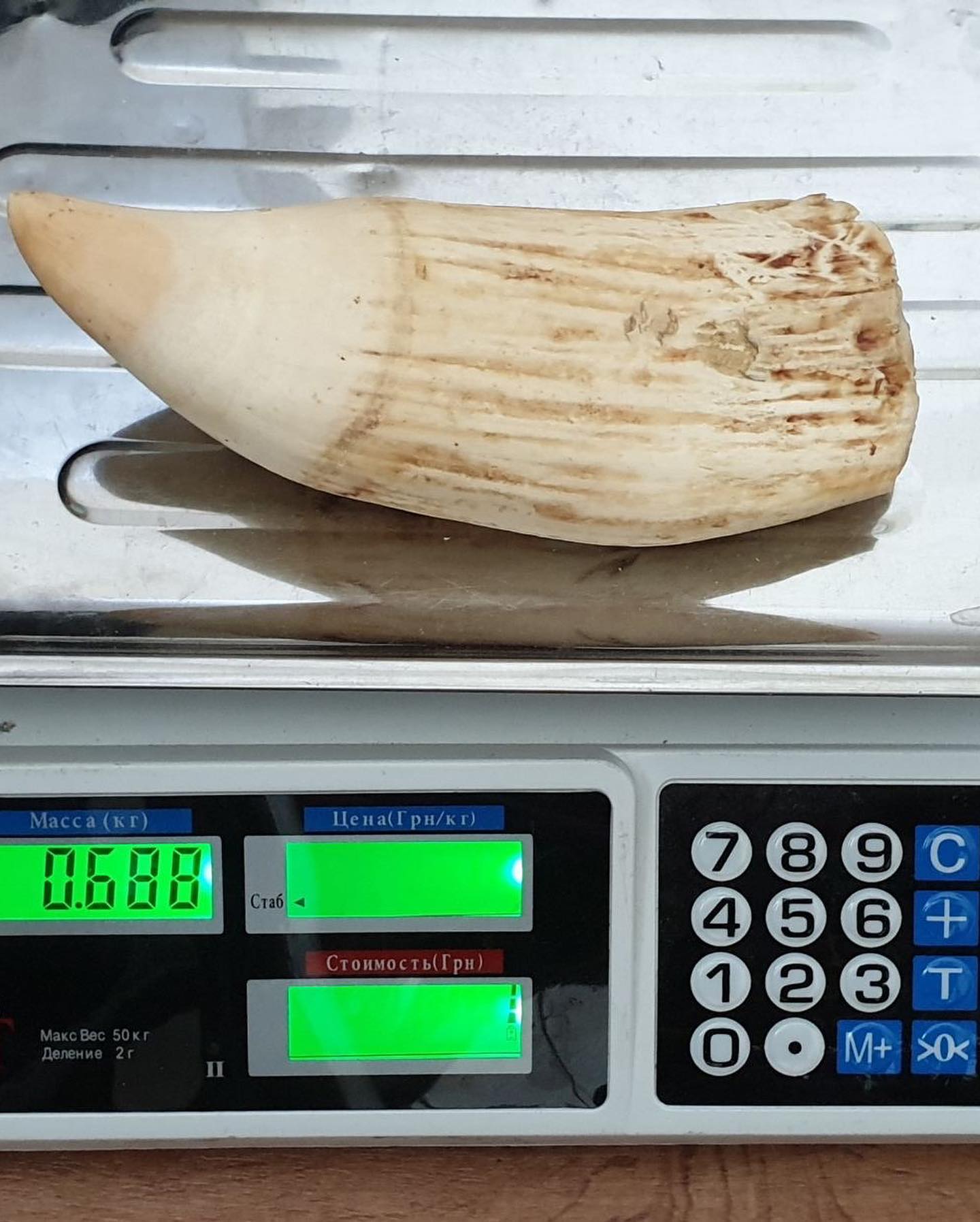1.5 lbs genuine sperm whale tooth