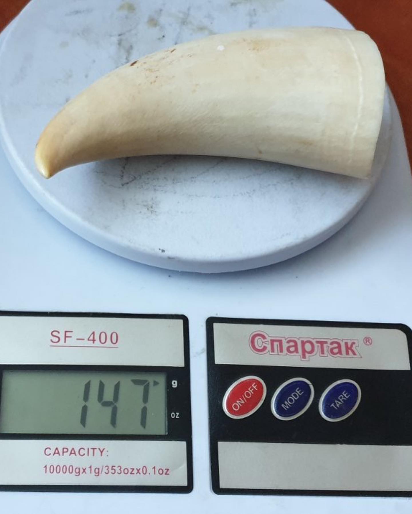 147g Sperm Whale Tooth - Image 5