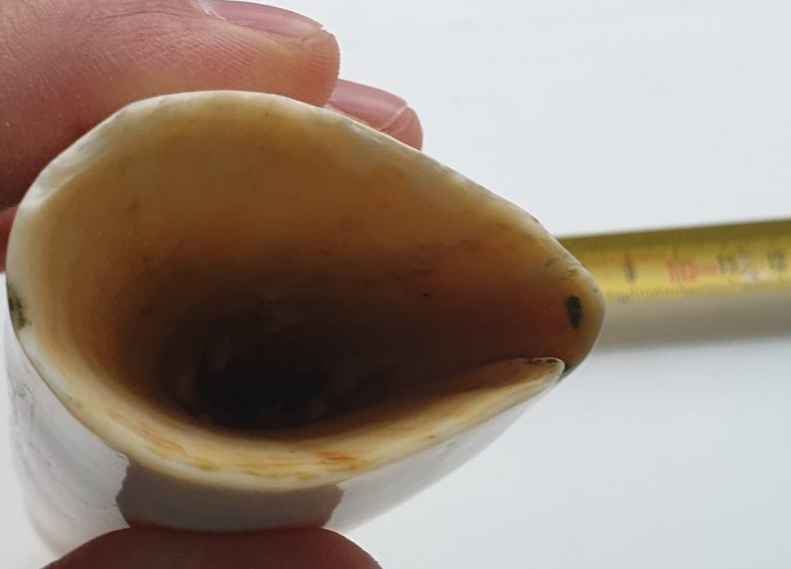 496-gram genuine sperm whale tooth - Image 5