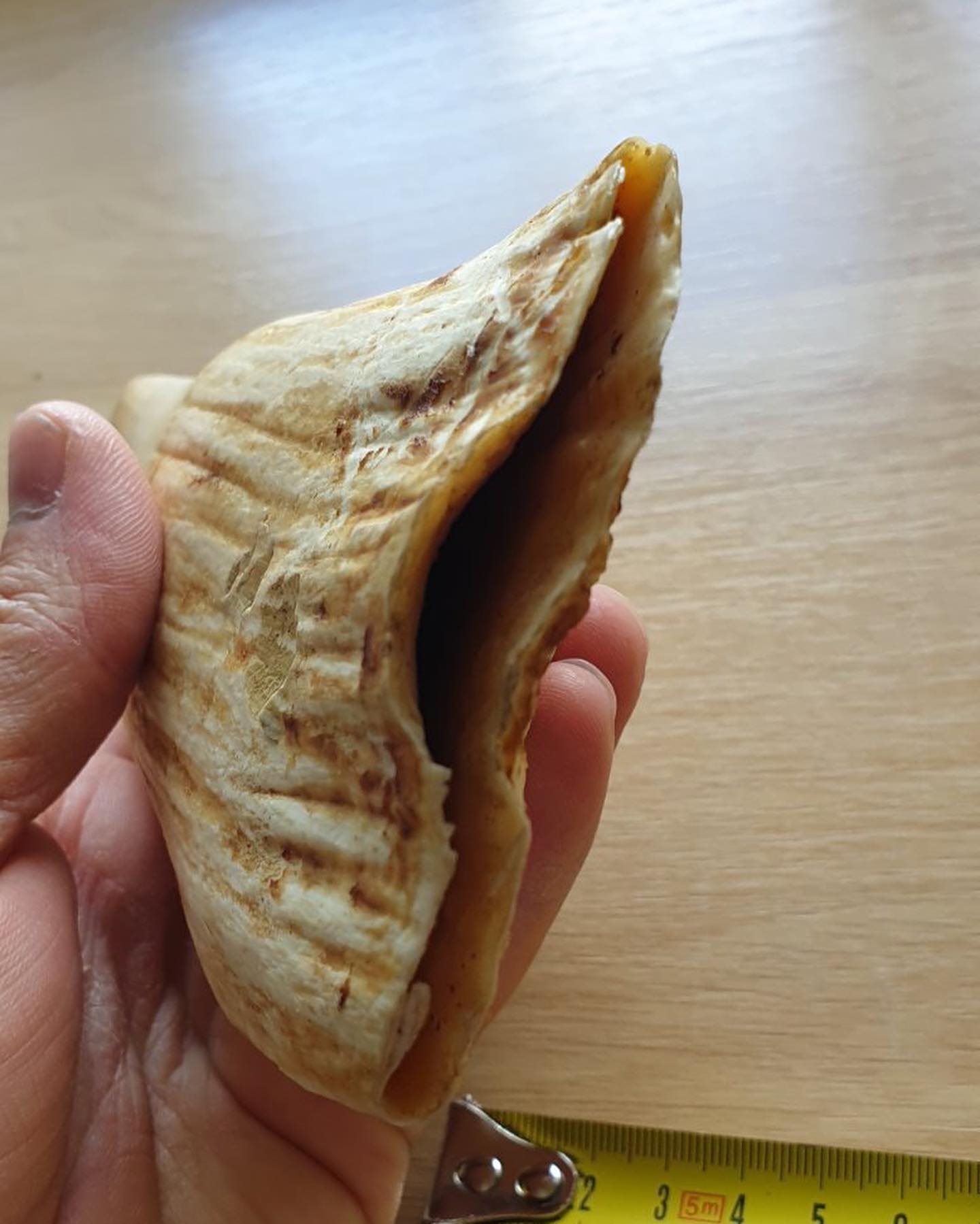 1.5 lbs genuine sperm whale tooth - Image 3