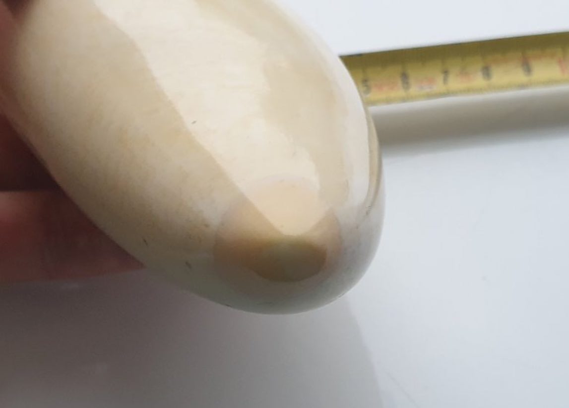 496-gram genuine sperm whale tooth - Image 3