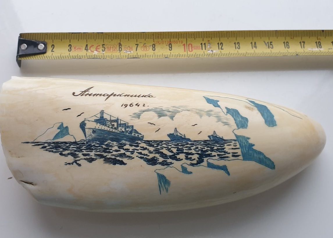 496-gram genuine sperm whale tooth