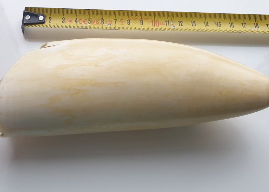 496-gram genuine sperm whale tooth - Image 2