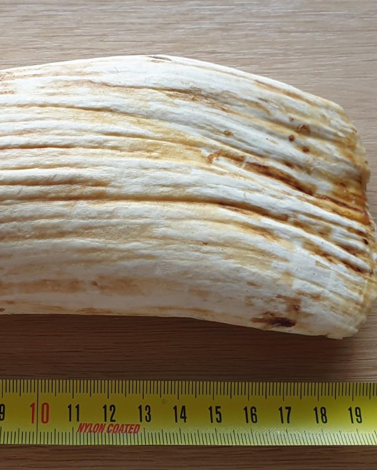 1.5 lbs genuine sperm whale tooth - Image 4