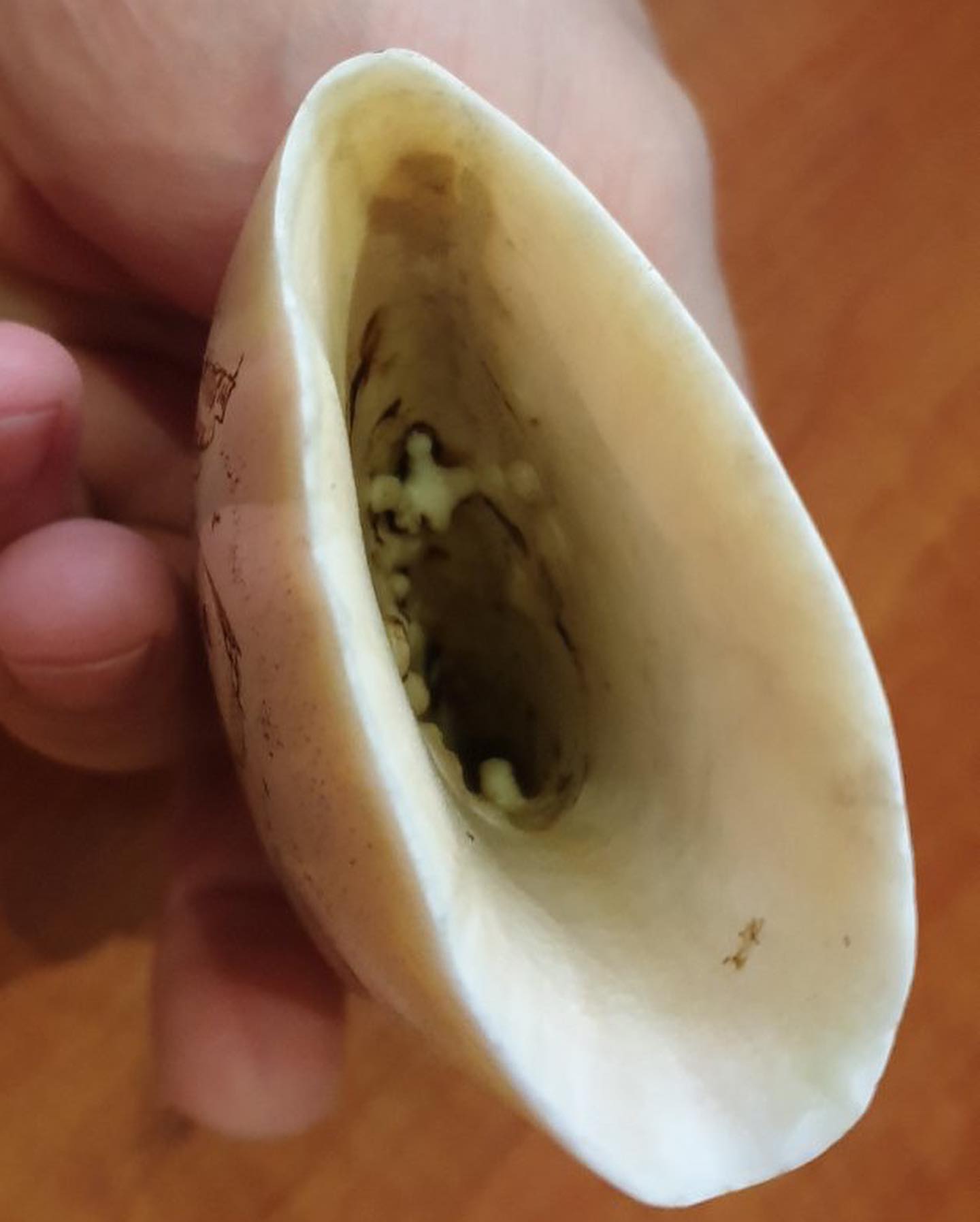 434g Sperm Whale Tooth - Image 5