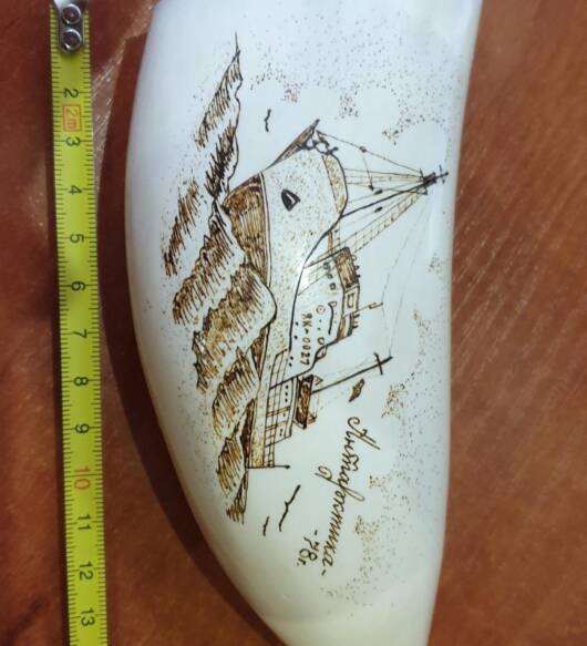 434g Sperm Whale Tooth