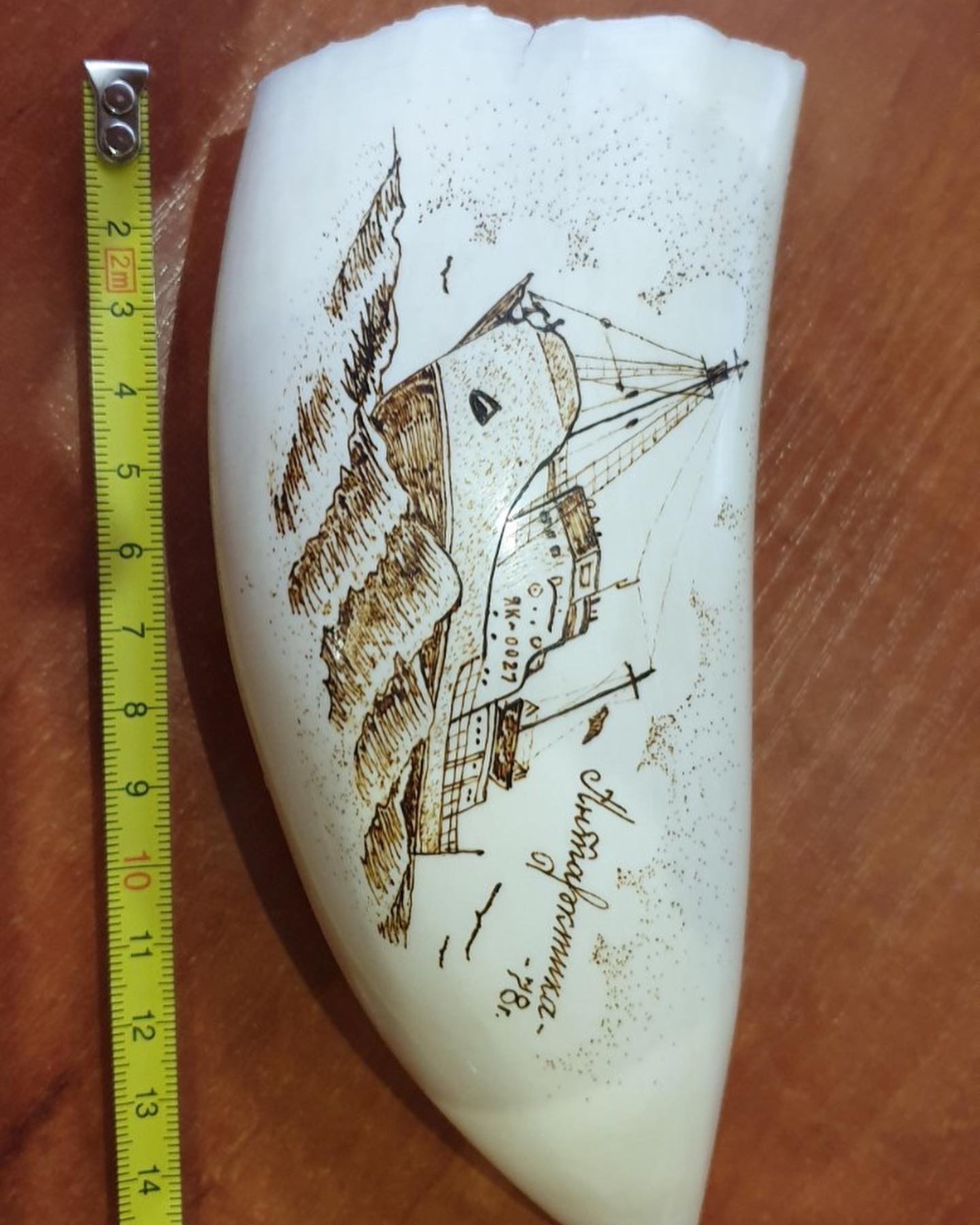 434g Sperm Whale Tooth