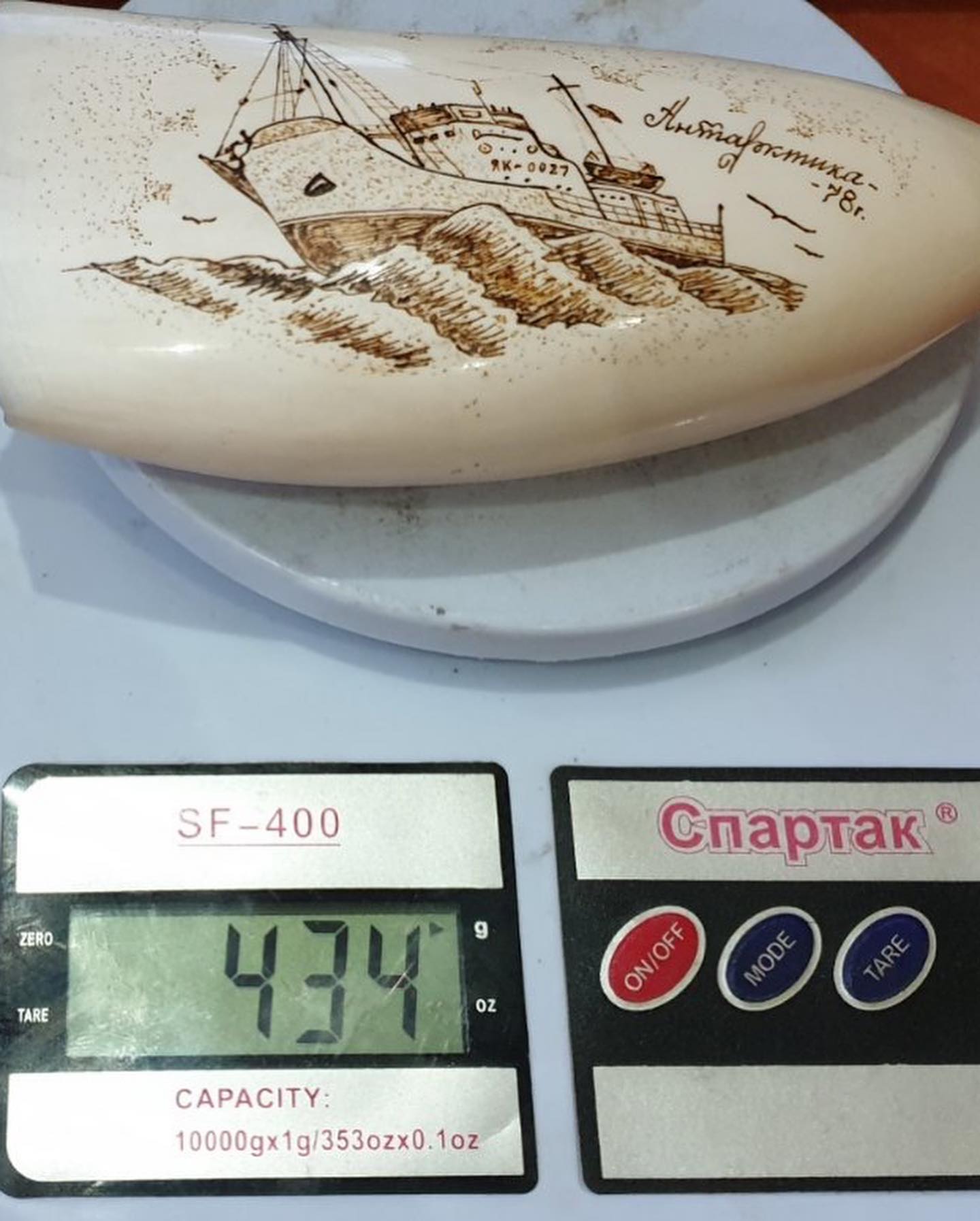 434g Sperm Whale Tooth - Image 2