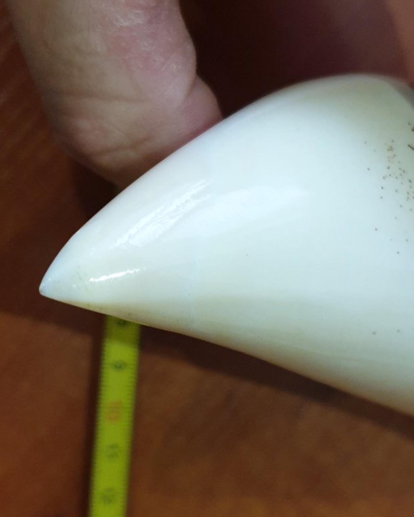 434g Sperm Whale Tooth - Image 3