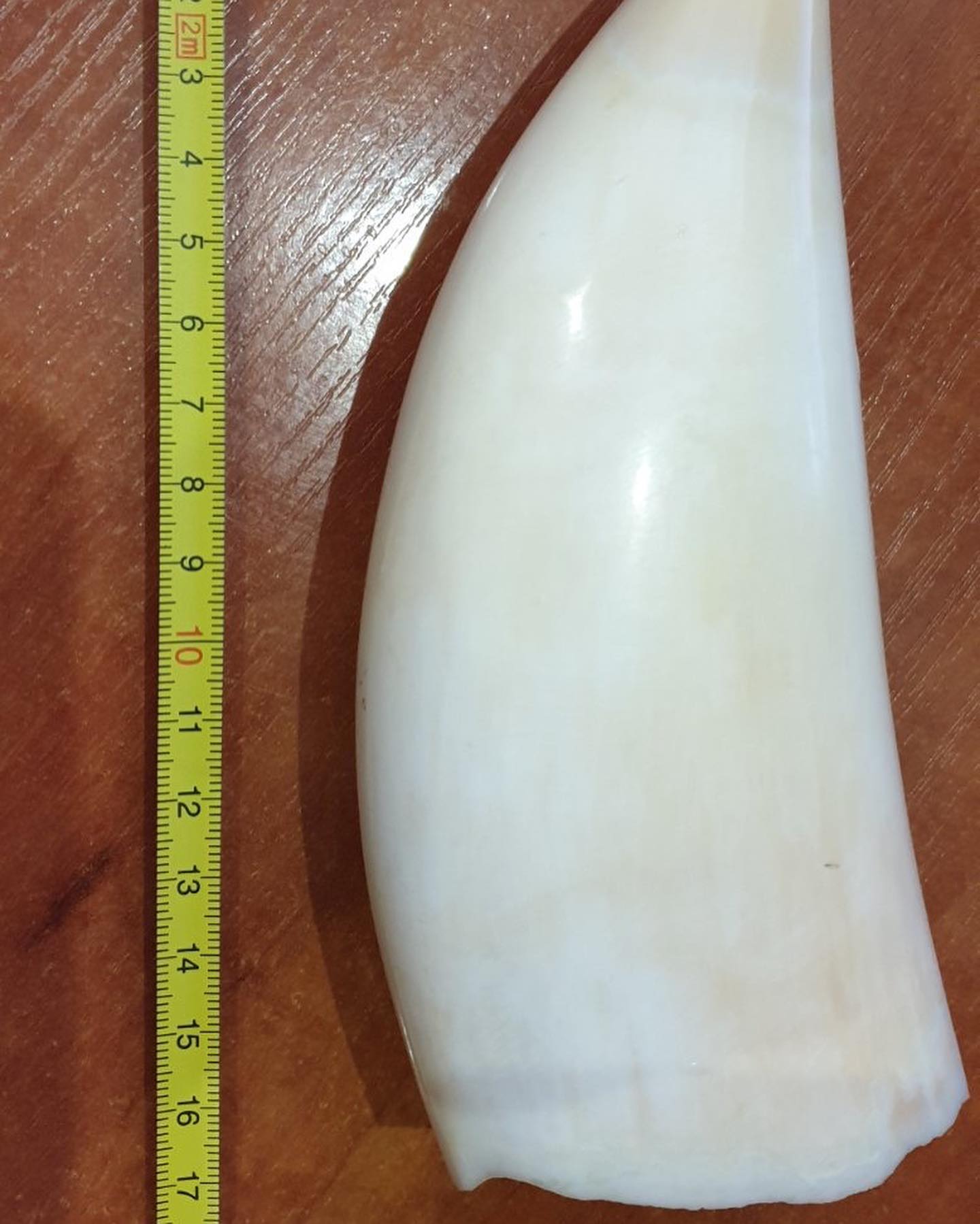 434g Sperm Whale Tooth - Image 4