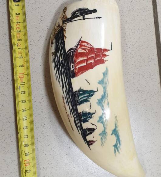 455 g Sperm Whale Tooth