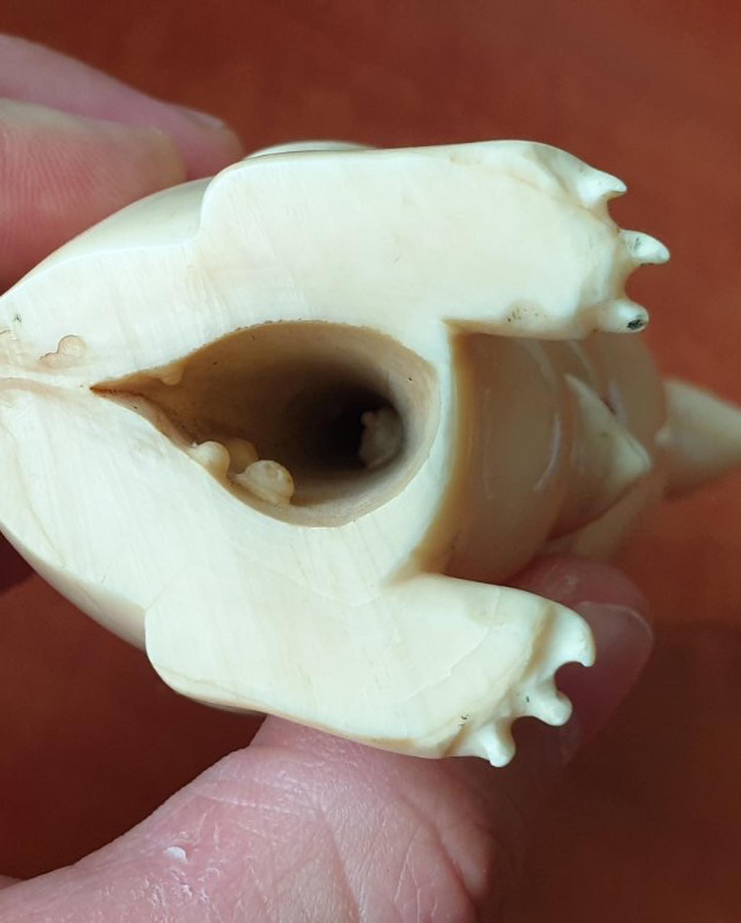 452 g Sperm Whale Tooth - Image 5
