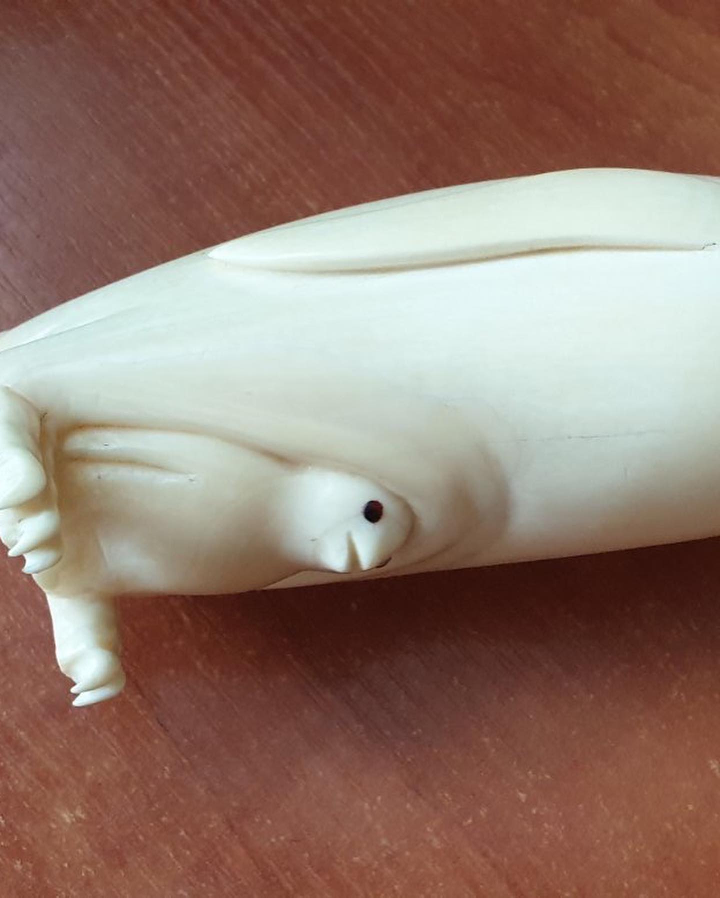 452 g Sperm Whale Tooth - Image 3