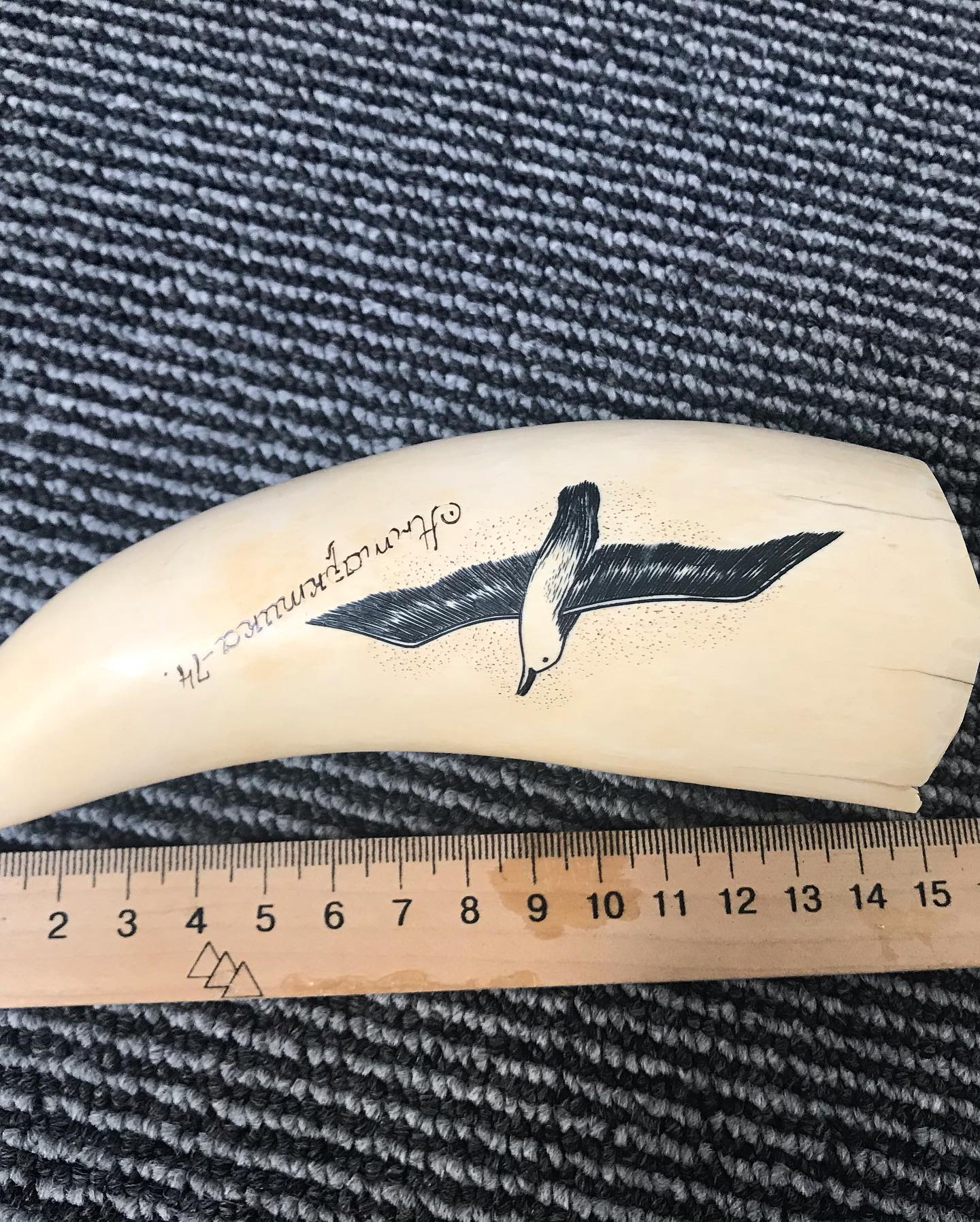 6 inch sperm whale tooth - Image 3